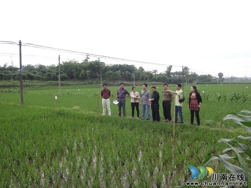 省种子协会督查泸县水稻玉米新品种展示(图1)