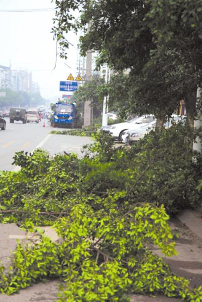 挖走行道树，城管拿去卖钱了？(图1)