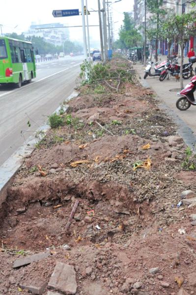 挖走行道树，城管拿去卖钱了？(图2)