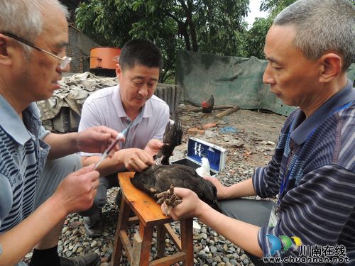 纳溪区畜牧局春季防疫检查到白节(图2)