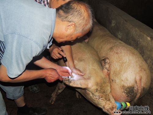 纳溪区畜牧局春季防疫检查到白节(图1)