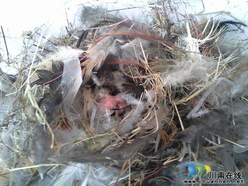 电力设施上筑巢成隐患&nbsp;叙永电力职工为小鸟搬家(图2)