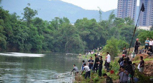 泸县九曲河现大量死鱼 群众下水捕捞(图2) 泸县九曲河现大量死鱼 群众下水捕捞(图2)
