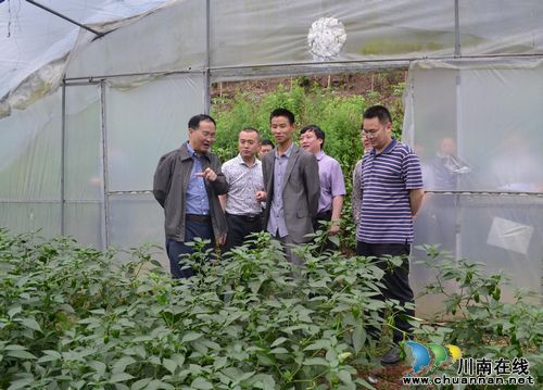 叙永县委书记王波到兴隆乡调研大棚蔬菜建设(图1)