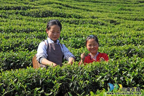 四川茶博会纳溪特早茶参展&nbsp;亮点突出(图1)