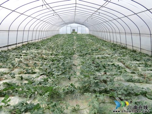 特兴镇：高品质西瓜即将推向市场(图3)