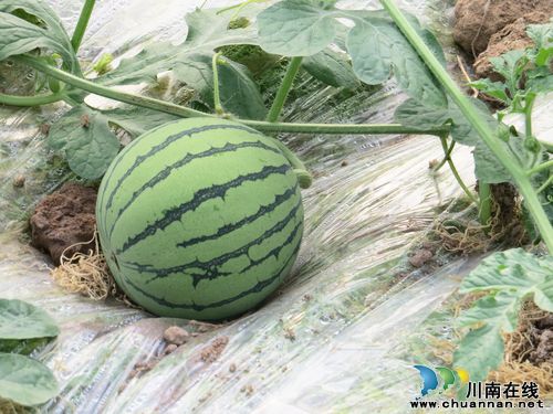 特兴镇：高品质西瓜即将推向市场(图2)