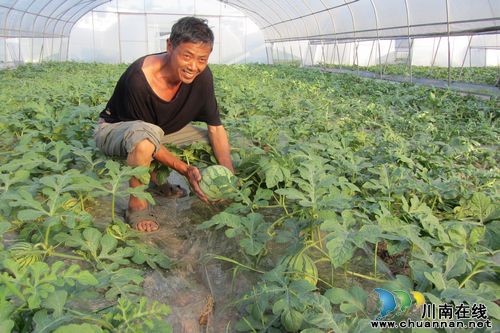 特兴镇：高品质西瓜即将推向市场(图1)