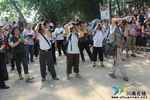 泸州:纳溪龙车"班打狮子"受省内外摄影者好评(图1)