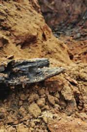 泸州市纳溪区双河村疑似挖出乌木(图2)