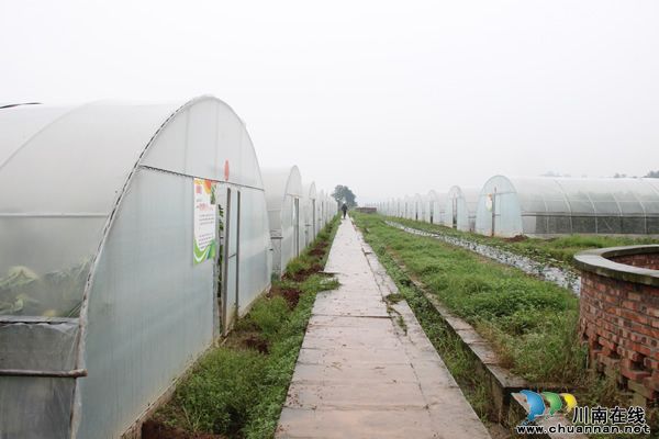 黄皮红心大西瓜,全国只有泸州有?(图2) 黄皮红心大西瓜,全国只有泸州有?(图2)