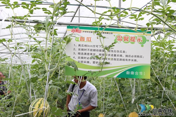 黄皮红心大西瓜,全国只有泸州有?(图9) 黄皮红心大西瓜,全国只有泸州有?(图9)