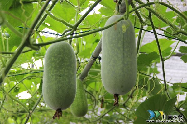黄皮红心大西瓜,全国只有泸州有?(图6) 黄皮红心大西瓜,全国只有泸州有?(图6)