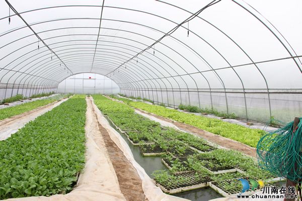 黄皮红心大西瓜,全国只有泸州有?(图4) 黄皮红心大西瓜,全国只有泸州有?(图4)