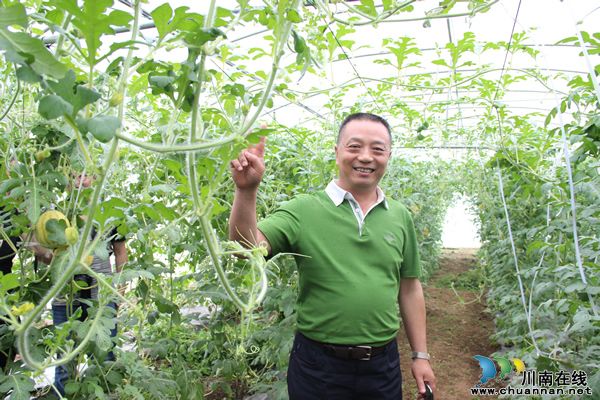 黄皮红心大西瓜,全国只有泸州有?(图12) 黄皮红心大西瓜,全国只有泸州有?(图12)
