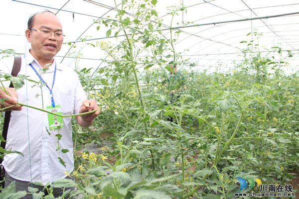 黄皮红心大西瓜,全国只有泸州有?(图13) 黄皮红心大西瓜,全国只有泸州有?(图13)