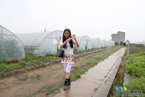 黄皮红心大西瓜,全国只有泸州有?(图19) 黄皮红心大西瓜,全国只有泸州有?(图19)