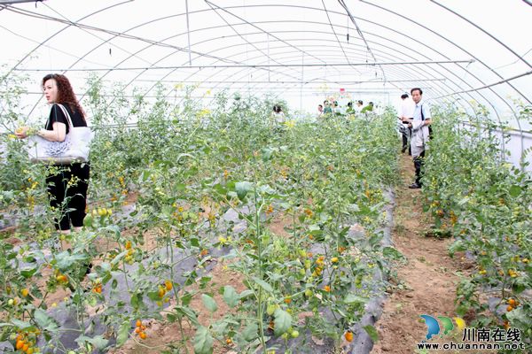 黄皮红心大西瓜,全国只有泸州有?(图18) 黄皮红心大西瓜,全国只有泸州有?(图18)
