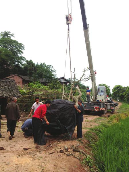 无证交易200年古树被叫停&nbsp;说好的“原位复栽”还是给运走了