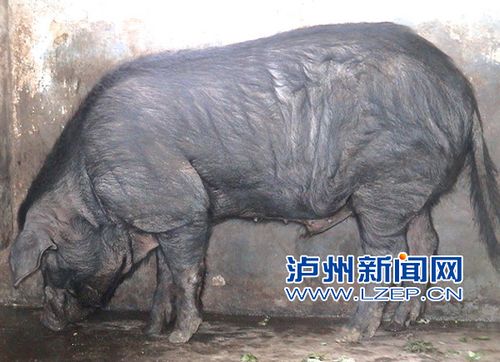 记者调查:最适合做回锅肉的猪肉 泸州也有(图2) 记者调查:最适合做回锅肉的猪肉 泸州也有(图2)