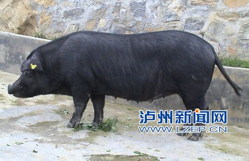 记者调查:最适合做回锅肉的猪肉 泸州也有(图3) 记者调查:最适合做回锅肉的猪肉 泸州也有(图3)