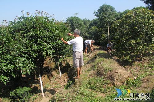 龙车镇：村民种桂花&nbsp;圆了致富梦
