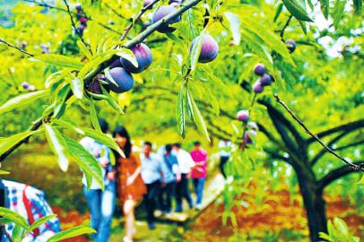 宜宾市春风村致富梦“编织者”王家元：为春风人筑“增收梦”