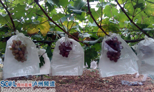 泸州龙马潭区：端午粽飘香，金龙提子红(图2)