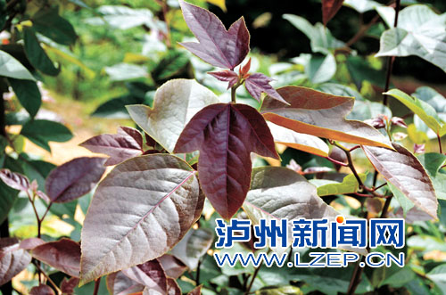泸州古蔺首次发现半枫荷&nbsp;此前四川尚未有记载