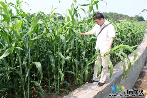 市区专家深入通滩镇现场指导高梁病虫害防治技术