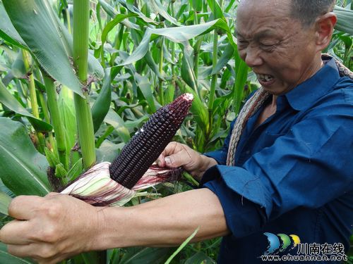 龙车镇：种植黑玉米尝“黑色经济”甜头