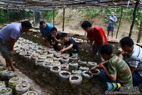 叙永：庄稼地不种庄稼种林芝(图3)