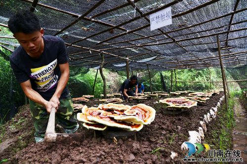叙永：庄稼地不种庄稼种林芝(图1)