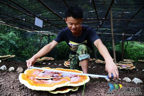 叙永：庄稼地不种庄稼种林芝(图2)