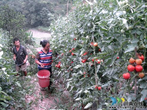 叙永镇：番茄红了菜农笑了
