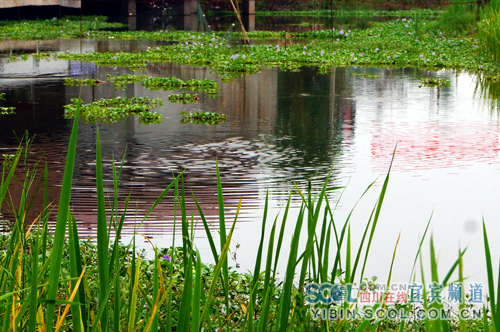 宜宾“西部藕海”九大景点异彩纷呈(图3) 宜宾“西部藕海”九大景点异彩纷呈(图3)
