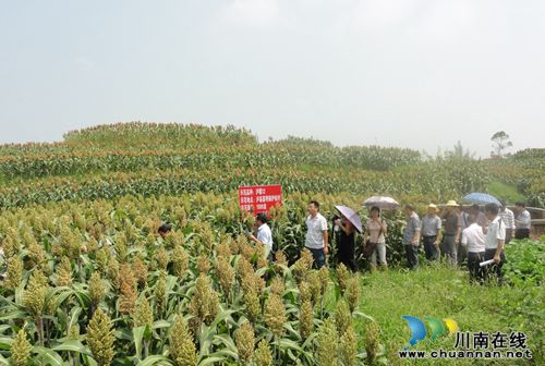 泸州市大春生产流动现场会观摩泸县粮食高产创建示范区(图1)