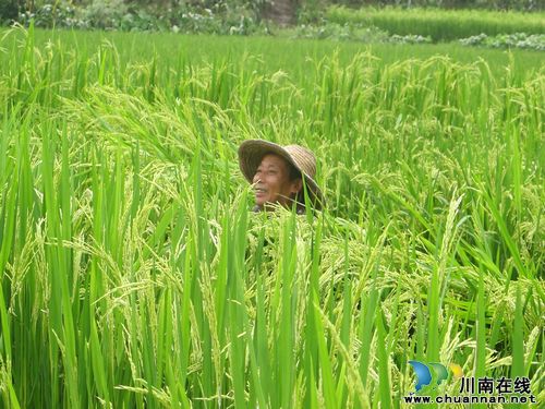 奇峰镇：制种农民忙赶花