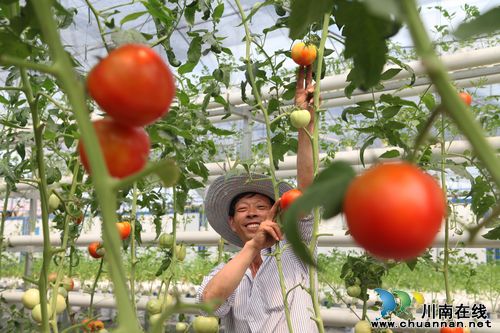 泸州:欲与瓜果试比高(图3) 泸州:欲与瓜果试比高(图3)