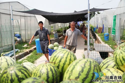 泸州:欲与瓜果试比高(图4) 泸州:欲与瓜果试比高(图4)