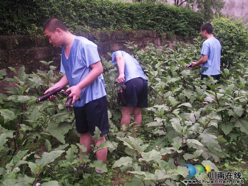 泸州：强制隔离戒毒人员吃上了无公害生态蔬菜
