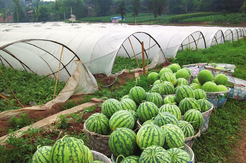 全安镇：产量高　味道甜　千亩西瓜不愁销