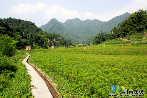桂花乡：赶黄草助推群众致富梦(图2)