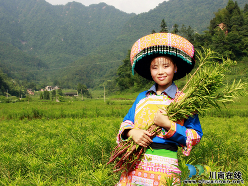 桂花乡：赶黄草助推群众致富梦(图1)