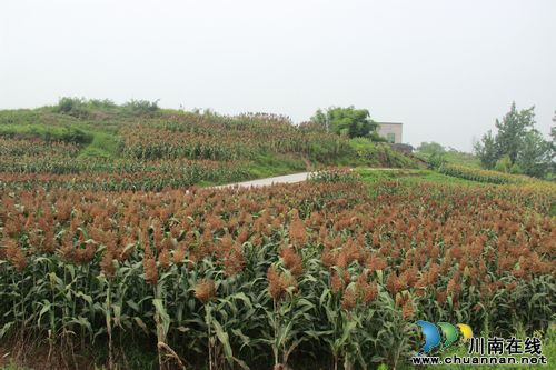 方洞镇:再生高粱助农增收(图2) 方洞镇:再生高粱助农增收(图2)