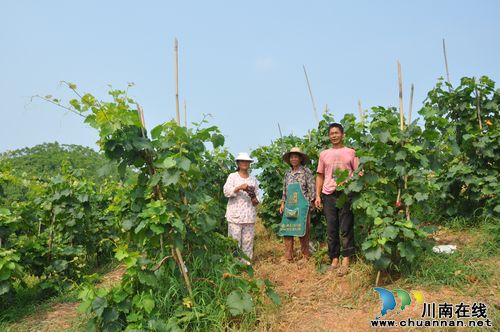 天仙镇:高山绿色葡萄 淘出产业致富路(图2) 天仙镇:高山绿色葡萄 淘出产业致富路(图2)