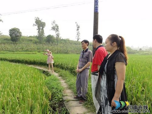 市、县统计部门考察泸县大春生产(图1) 市、县统计部门考察泸县大春生产(图1)