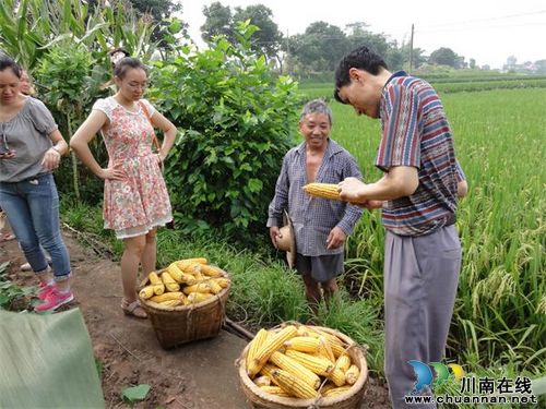 市、县统计部门考察泸县大春生产