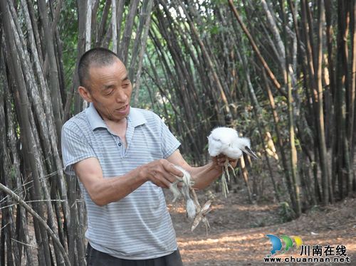泸州纳溪:白鹭成群聚居 村民喜忧参半(图)(图2) 泸州纳溪:白鹭成群聚居 村民喜忧参半(图)(图2)