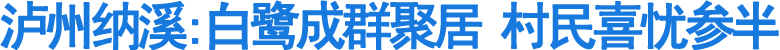 泸州纳溪白鹭成群聚居&nbsp;村民喜忧参半